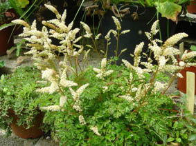 Aruncus aethusifolius